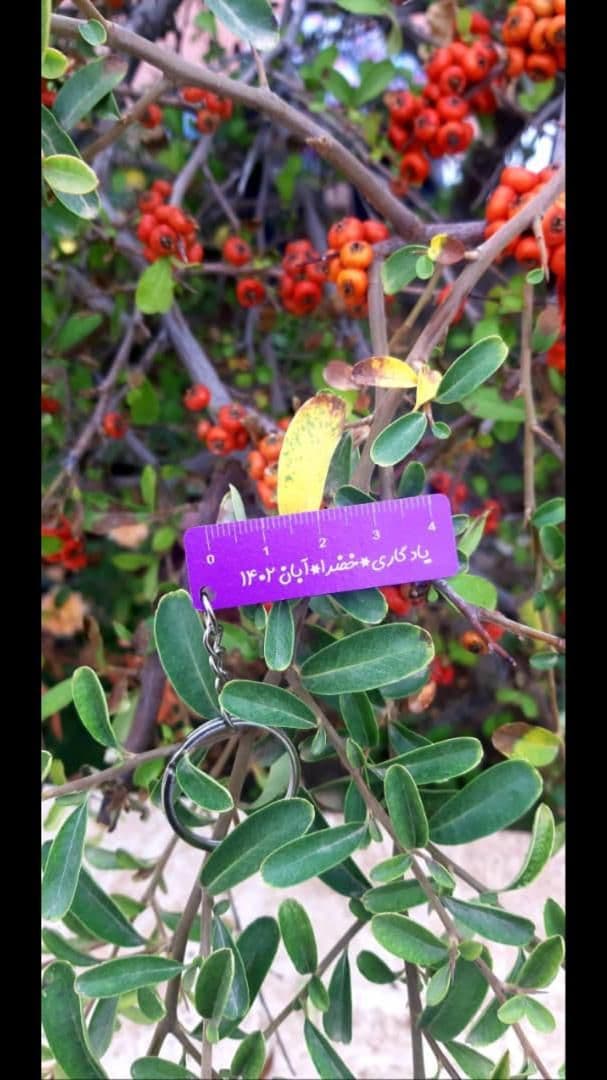 اردو، روز دانش آموز